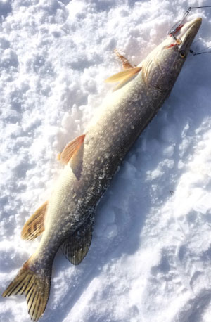 Subsistence & Hunting Lifestyle Pike Fishing