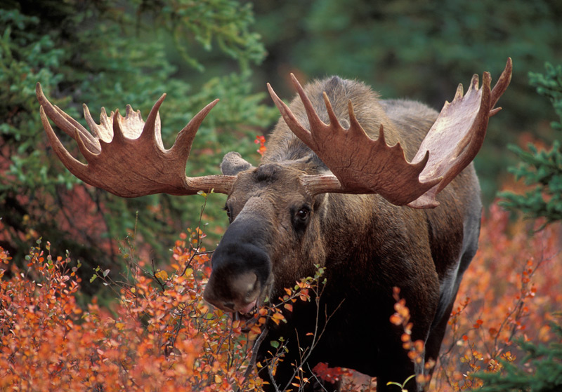 Yukon Moose