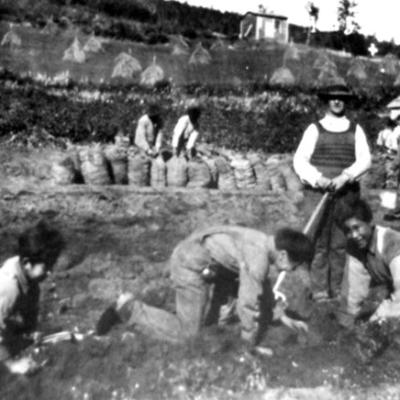Picking Potatoes